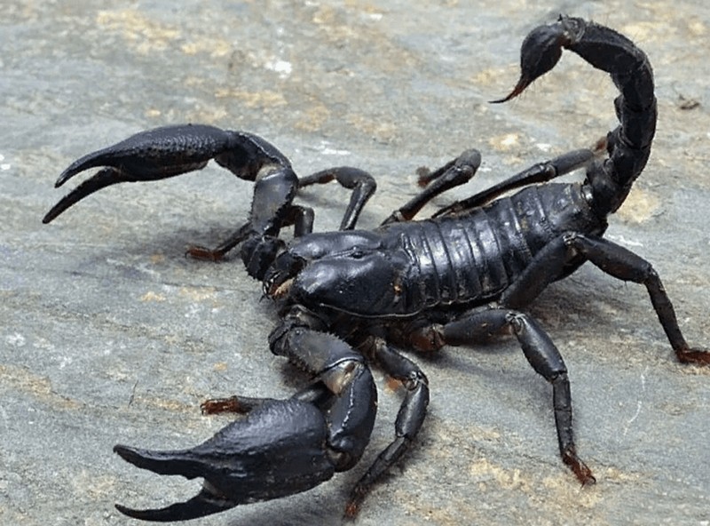 Список самых ядовитых скорпионов в мире