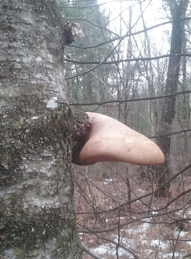 Таинственные и жутковатые находки, обнаруженные в лесу