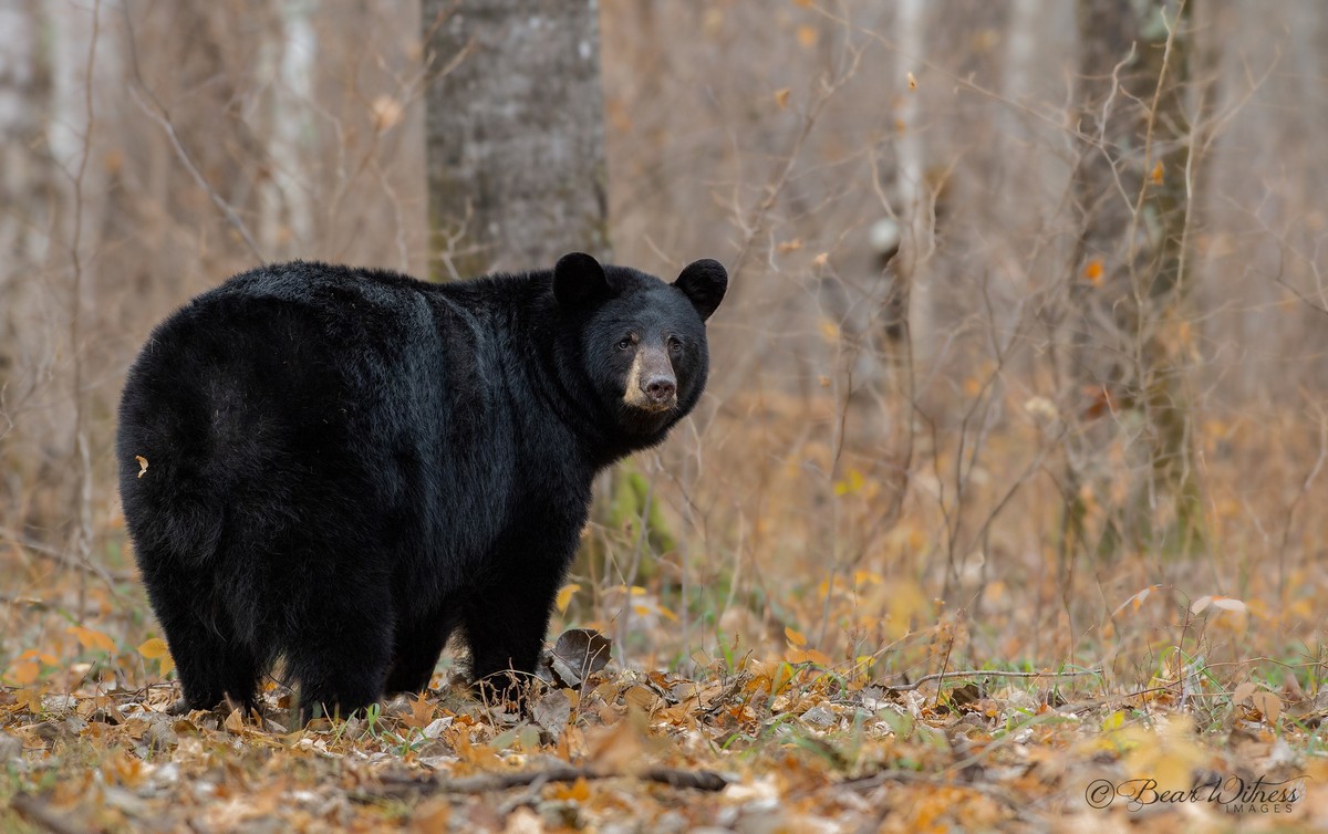 Медведи в дикой природе на снимках Дэйва Шаффера