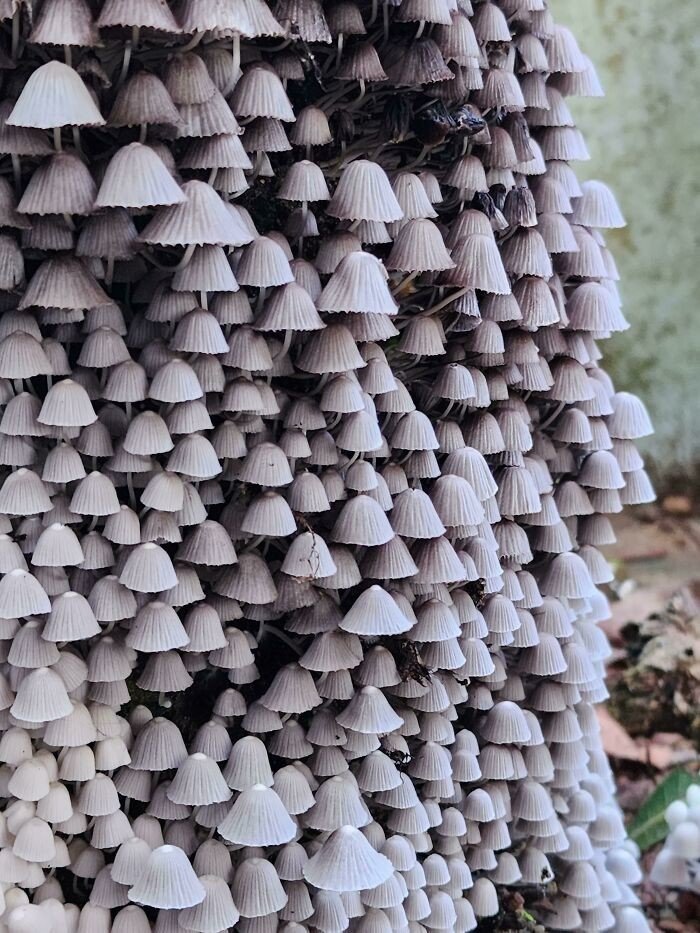 Потрясные снимки грибов от грибников и прочих собирателей