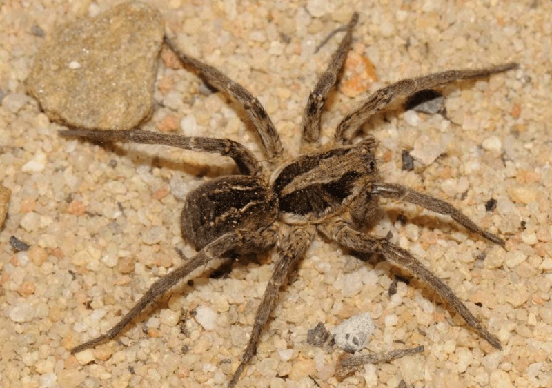 Список самых ядовитых пауков в мире