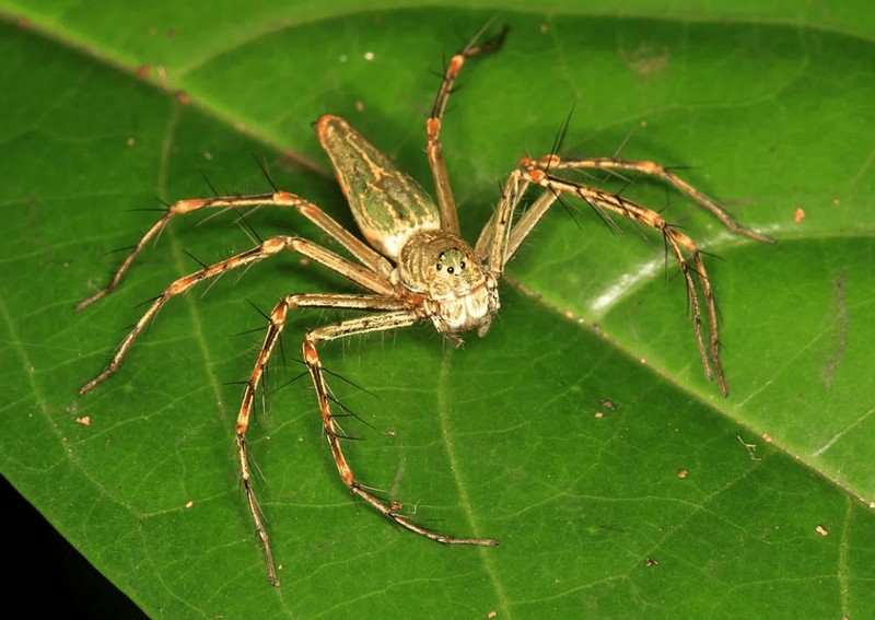 Список самых ядовитых пауков в мире
