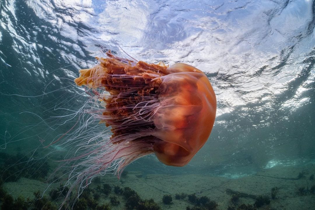 Удивительные медузы, которые выглядят как нечто инопланетное