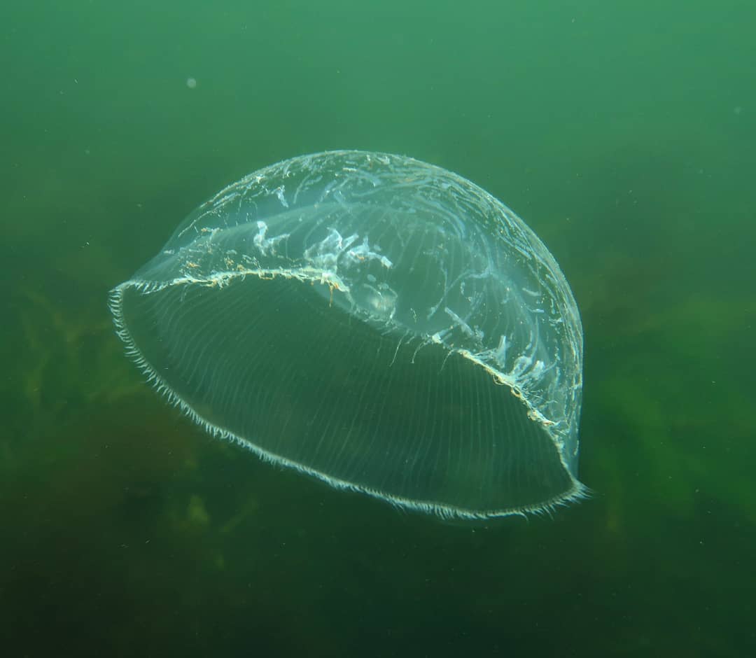 Удивительные медузы, которые выглядят как нечто инопланетное
