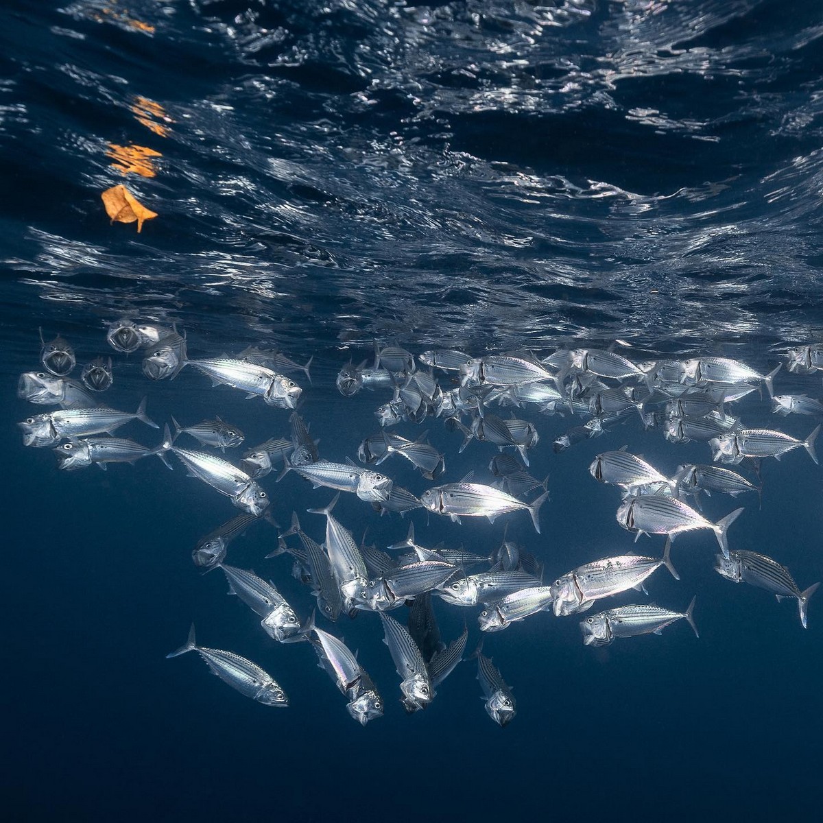 Впечатляющие морские снимки от Тьена Нгуена