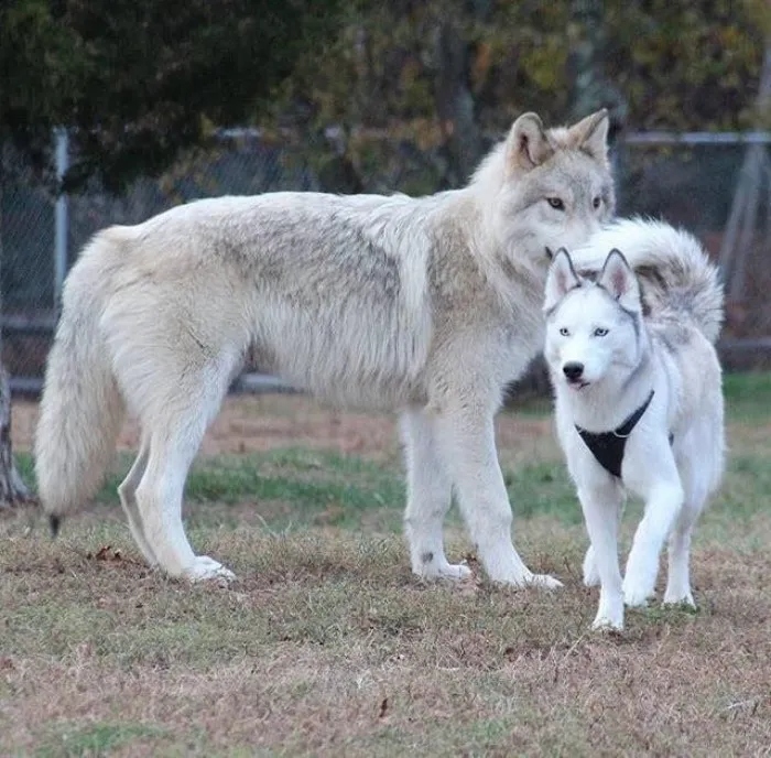 Размер волка по сравнению с собакой фото