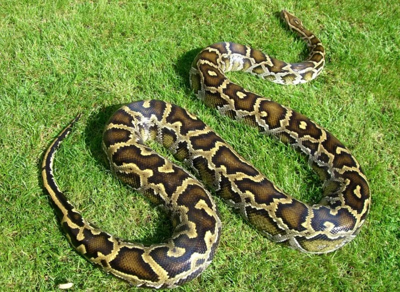 Список самых красивых змей в мире питон, длину, превышает, можно, очень, мамба, выглядит, может, брюхоногая, обитает, часть, селиться, змеей, имеет, всего, такую, подвязочный, пестрая, хвост, время