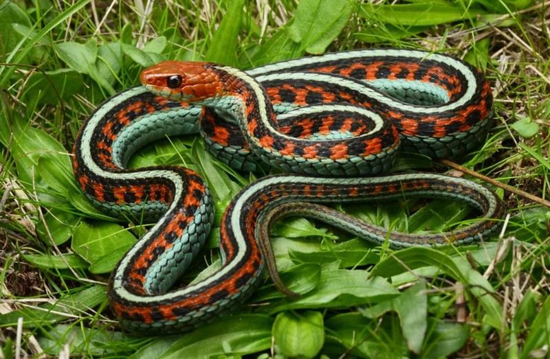 Список самых красивых змей в мире