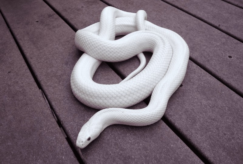 Список самых красивых змей в мире питон, длину, превышает, можно, очень, мамба, выглядит, может, брюхоногая, обитает, часть, селиться, змеей, имеет, всего, такую, подвязочный, пестрая, хвост, время