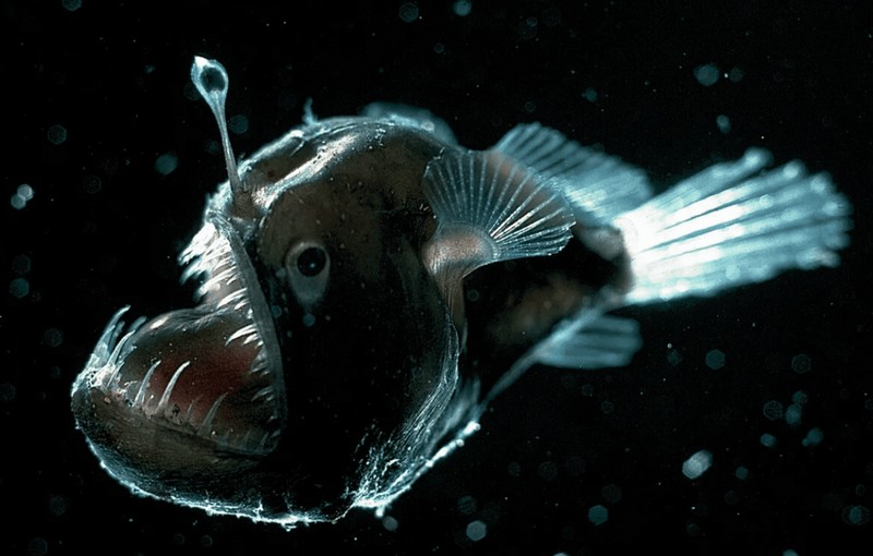 Самые страшные рыбы в мире