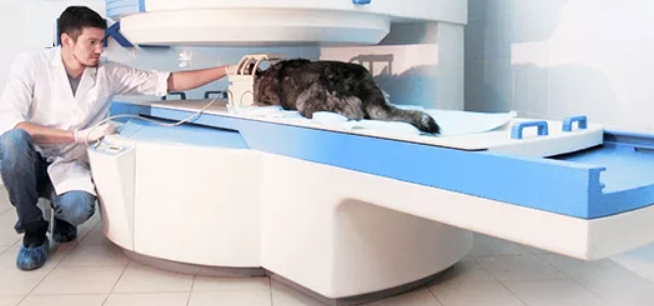 Магнитно-резонансная томография для животных