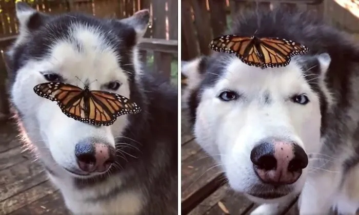 Позитивные снимки с животными, которые встретили бабочек