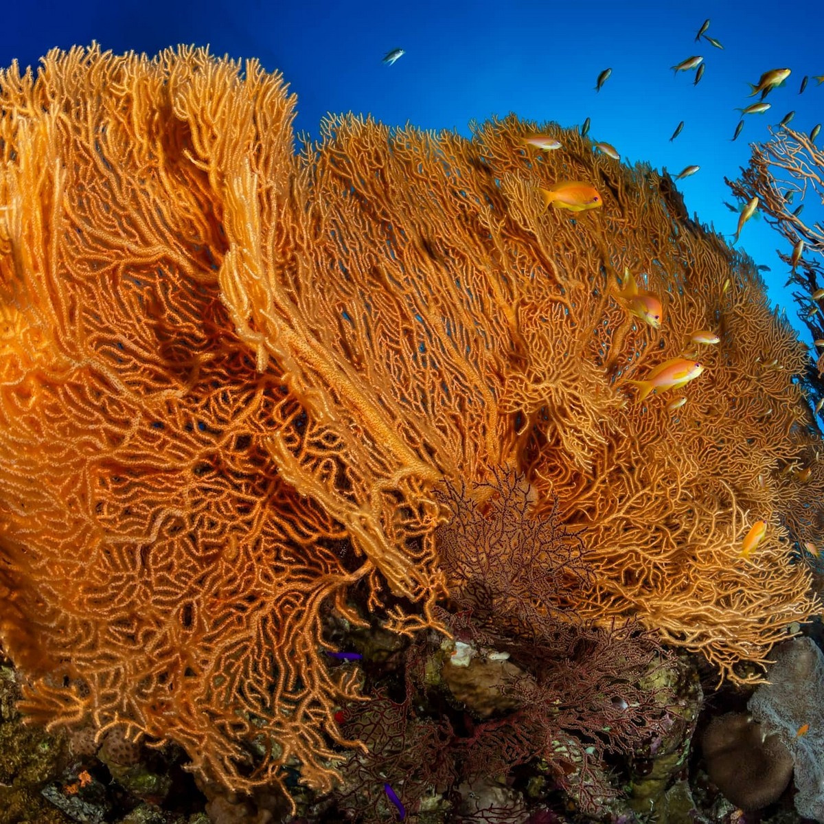 Впечатляющие подводные снимки от Николая Посининского