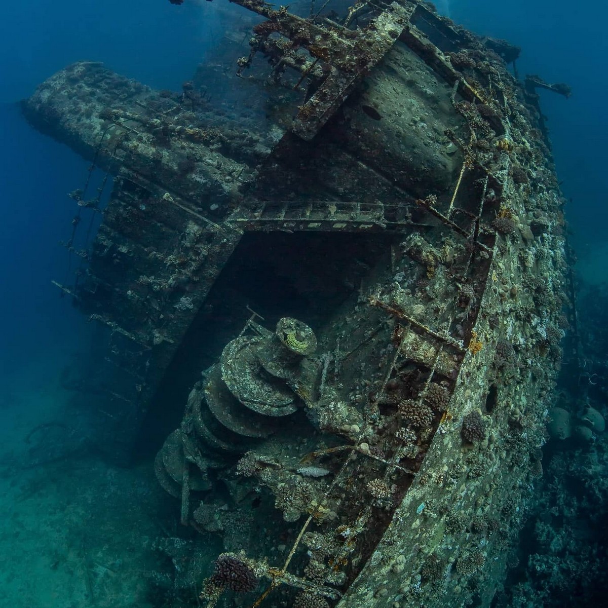 Впечатляющие подводные снимки от Николая Посининского
