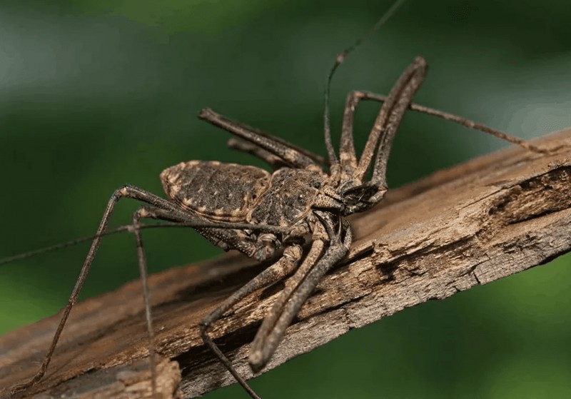 Самые страшные насекомые Австралии, которых стоит обходить стороной