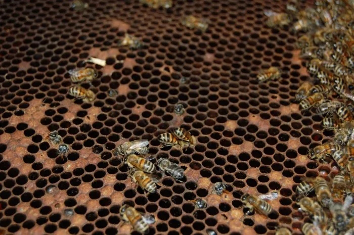 Учёные разработали первую в мире вакцину для медоносных пчёл