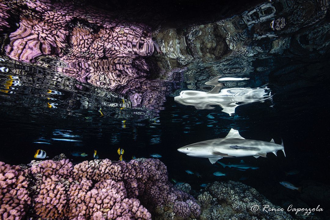 Впечатляющие подводные снимки от Рене Капоццолы