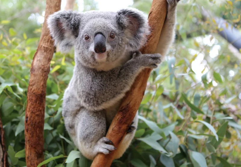 Список самых необычных животных Австралии