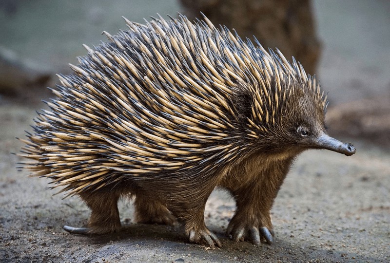 Список самых необычных животных Австралии