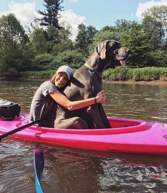 Забавные снимки с немецкими догами - гигантами среди собак