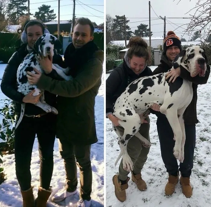 Забавные снимки с немецкими догами - гигантами среди собак
