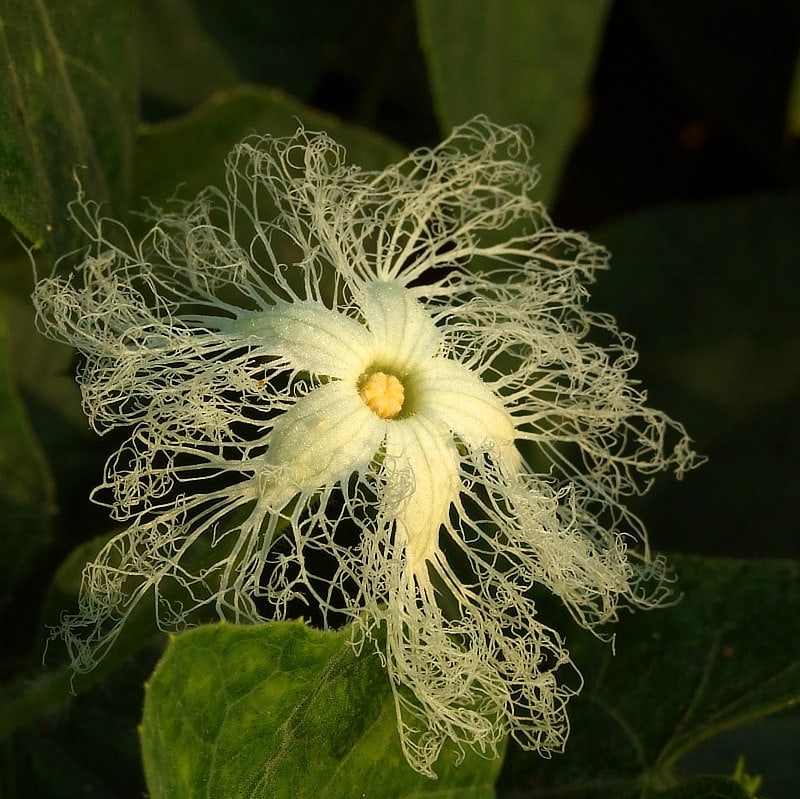 Невероятные и странные растения, которые могут вас удивить