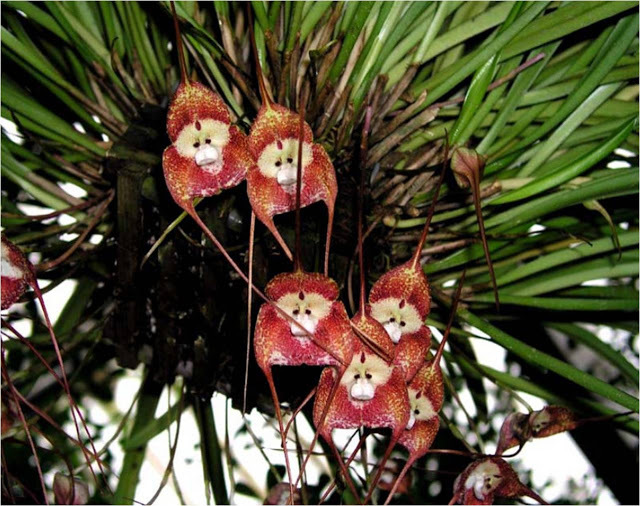 Невероятные и странные растения, которые могут вас удивить