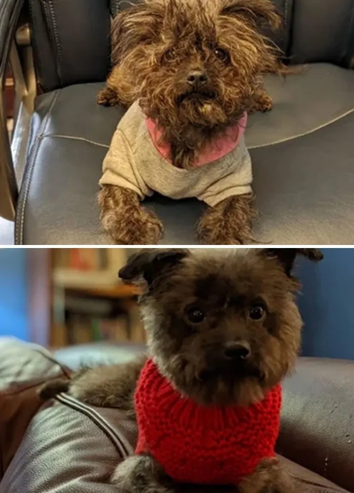 Зворушливі знімки врятованих собак: до та після