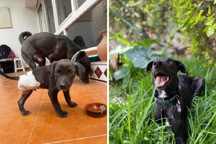 Трогательные снимки спасённых собак: до и после
