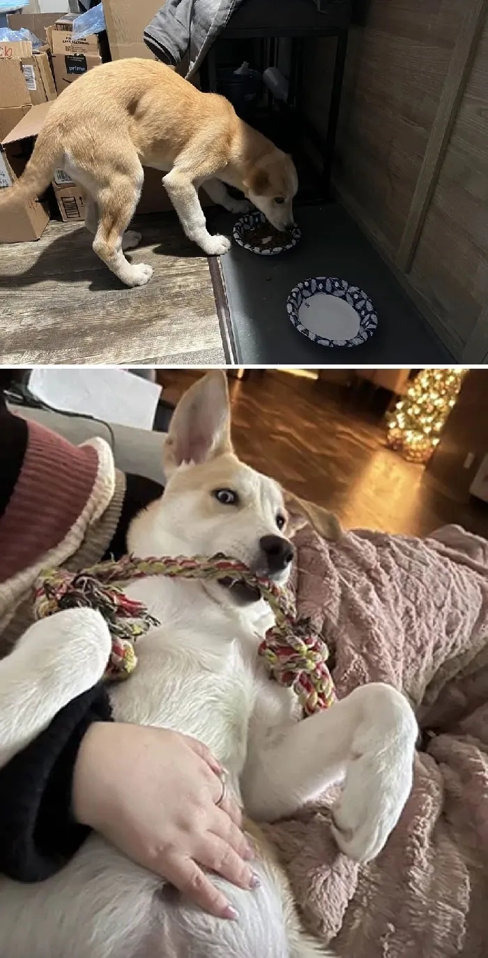 Трогательные снимки спасённых собак: до и после