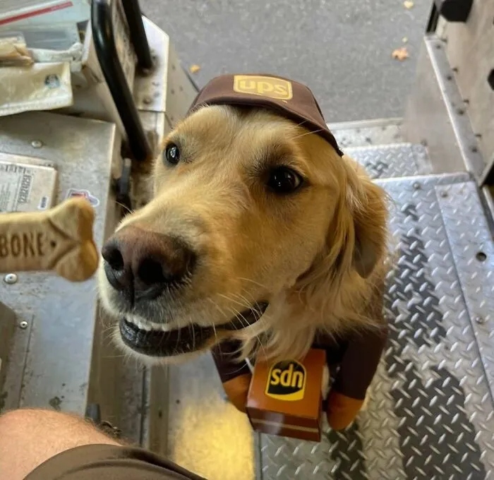 Приветливые собаки, которые очень любят почтовых курьеров