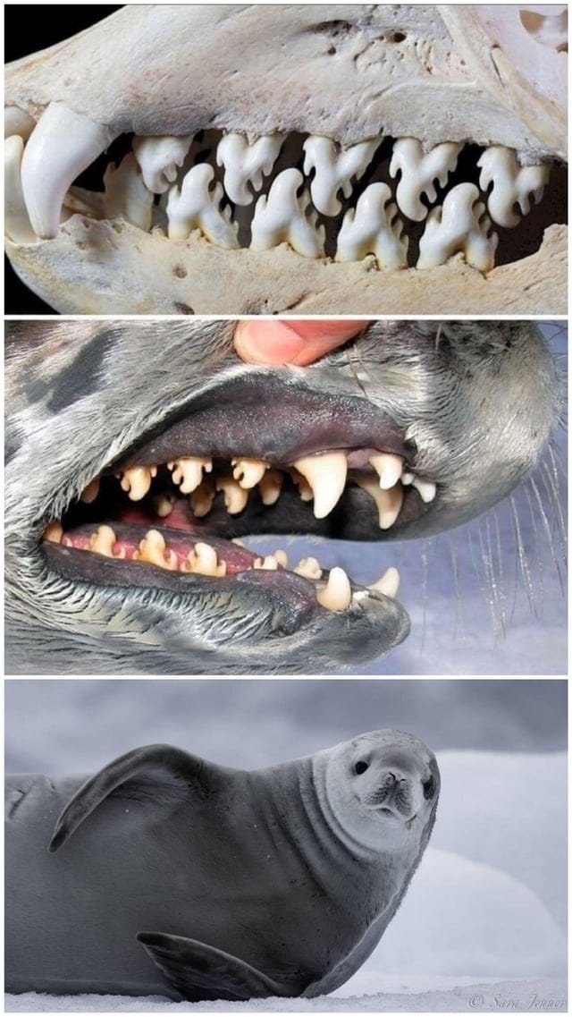 Животные, которым природа подарила жутковатые клыки и зубы