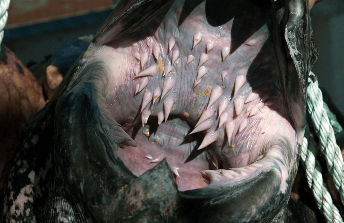 Животные, которым природа подарила жутковатые клыки и зубы