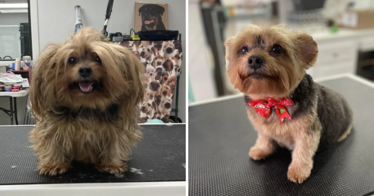 Забавные снимки собак до и после похода к грумеру