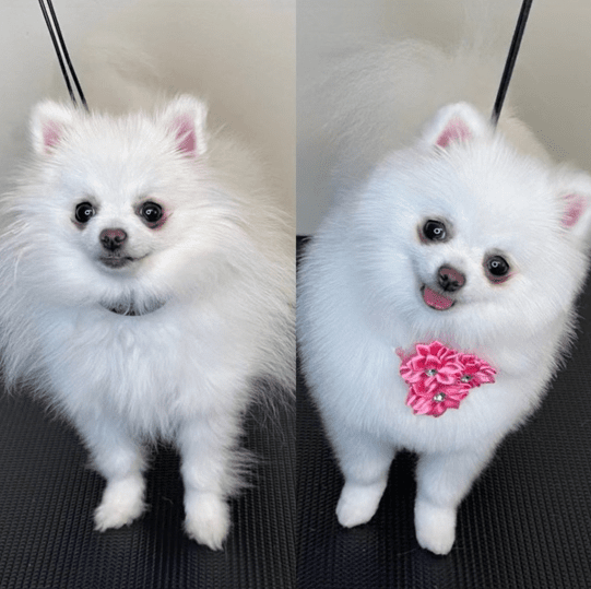 Забавные снимки собак до и после похода к грумеру