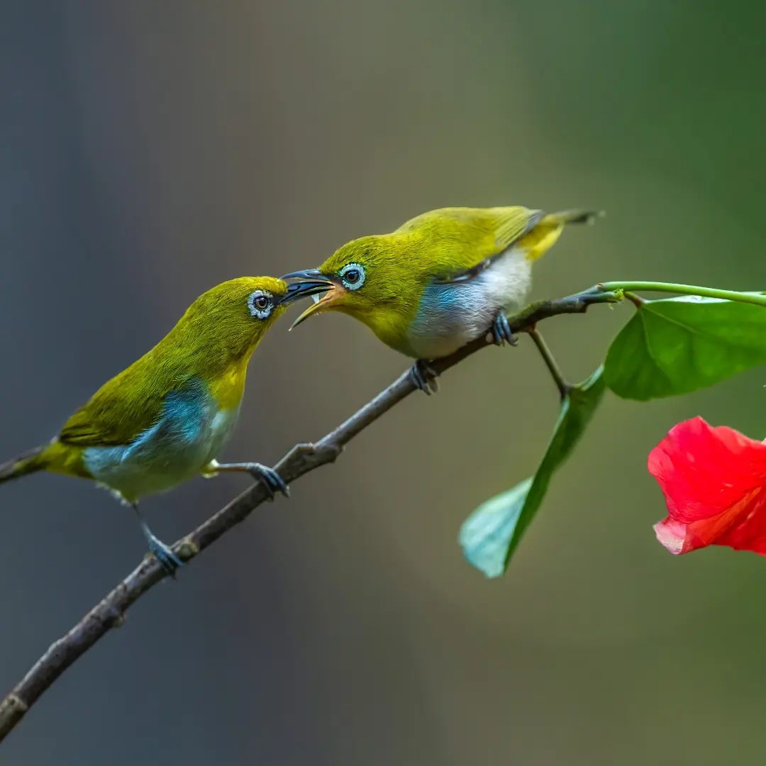 Дикие животные и птицы на снимках Майи Маймони