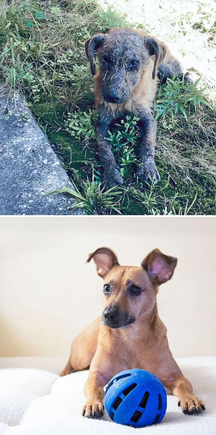 Трогательные снимки спасённых с улицы собак
