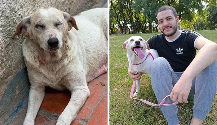 Трогательные снимки спасённых с улицы собак