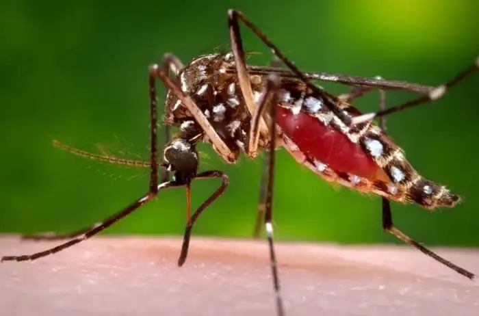 Почему комаров считают самыми смертоносными животными на планете