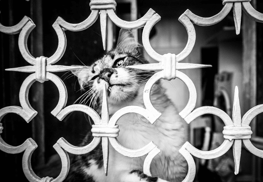Душевный проект про венецианскских котиков от итальянского фотографа