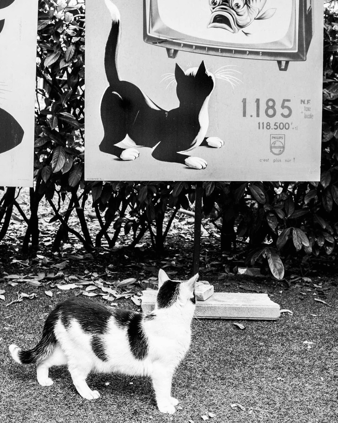 Душевный проект про венецианскских котиков от итальянского фотографа