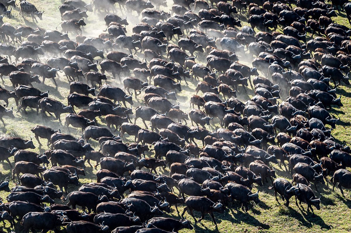 Природа и животные Африки на снимках Даны Аллен