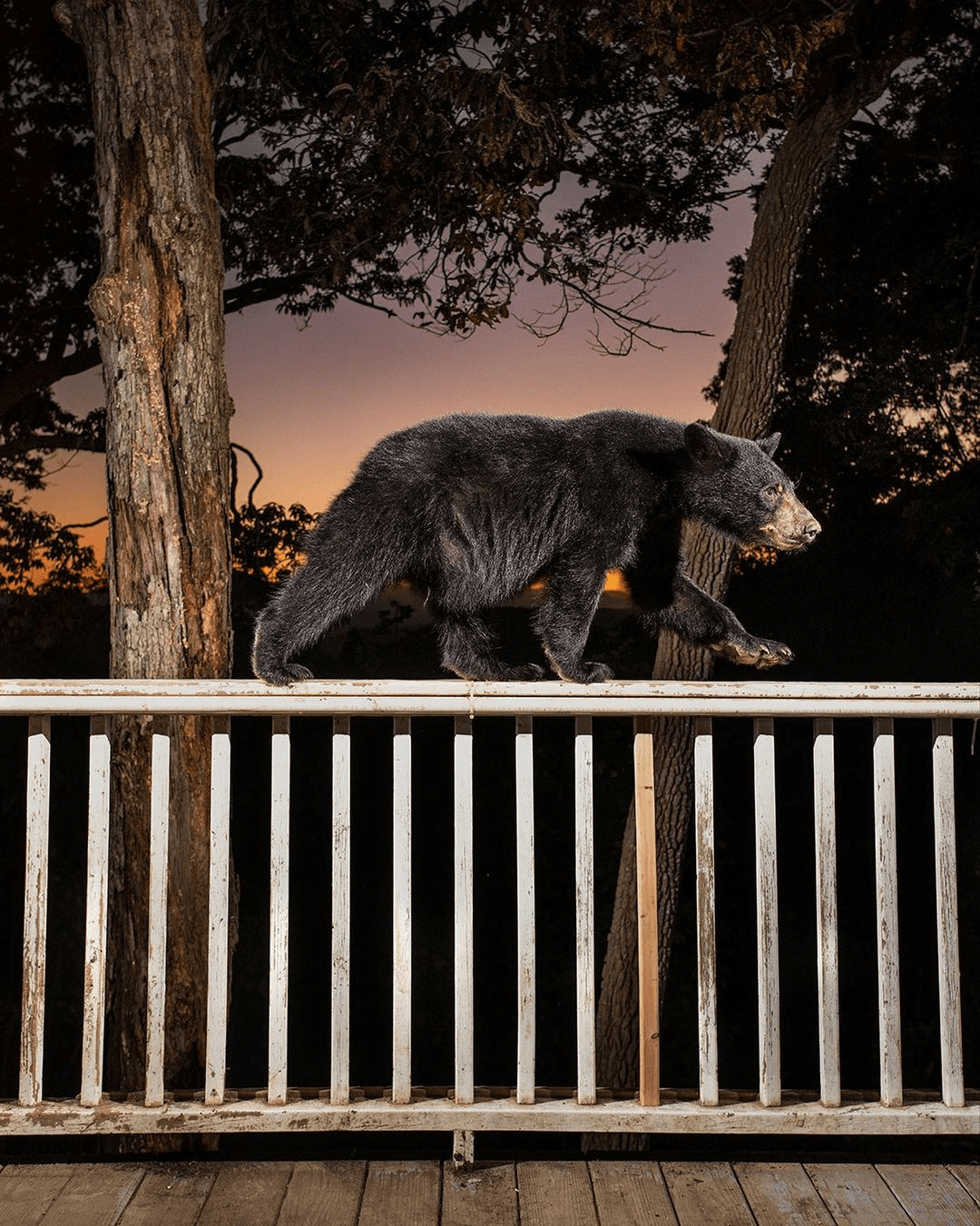 Проект фотографа из США о диких животных, живущих рядом с людьми