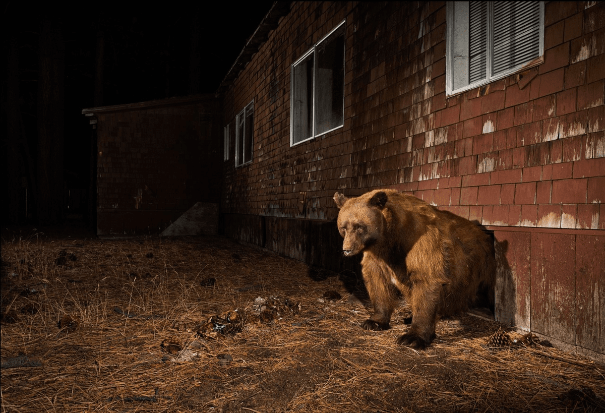 Проект фотографа из США о диких животных, живущих рядом с людьми
