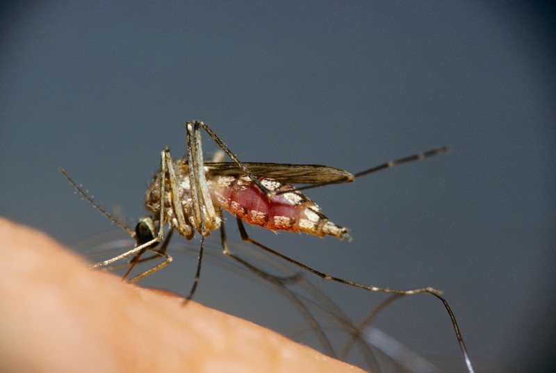 Интересные факты о комарах, которые вас удивят
