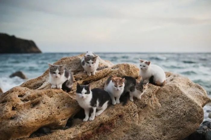 Котики на море и реакция на водную стихию