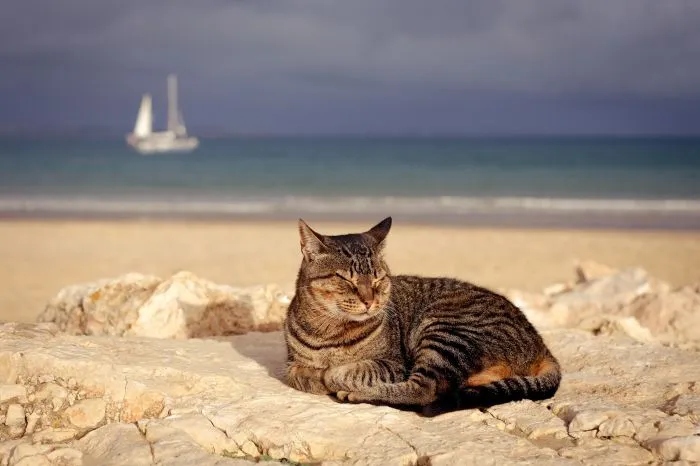 Котики на море и реакция на водную стихию