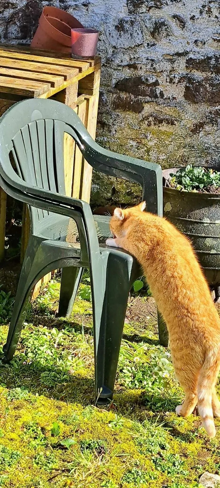 Позитивные снимки с рыжими котами, которые поднимут настрой