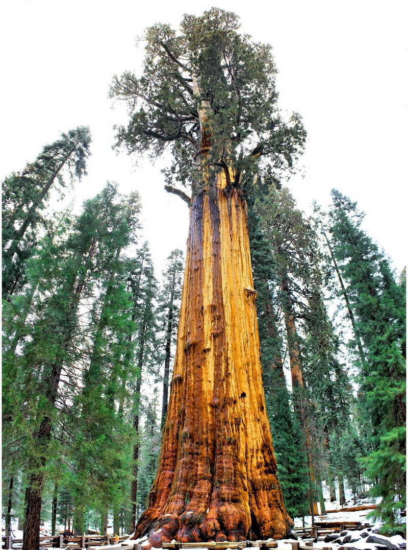 Удивительные деревья-долгожители в самых неожиданных местах
