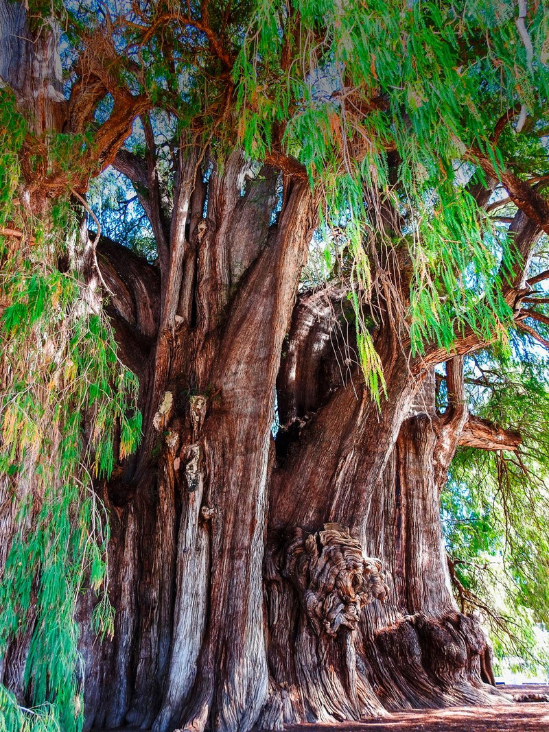 Удивительные деревья-долгожители в самых неожиданных местах